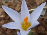 Crocus yakarianus