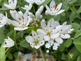 Allium subhirsutum