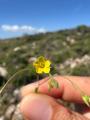 Linum strictum