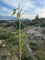 Helianthemum aegyptiacum