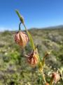 Helianthemum aegyptiacum