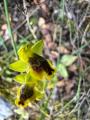 Ophrys lutea subsp. galilaea