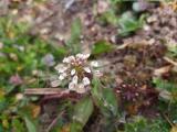 Noccaea perfoliata