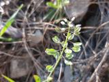 Noccaea perfoliata