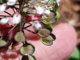 Noccaea perfoliata