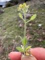 Draba nemorosa