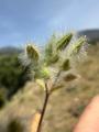 Cerastium comatum