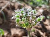 Allium nigrum