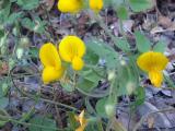 Lotus edulis