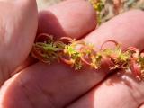 Rumex bucephalophorus