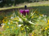 Silybum marianum