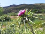 Silybum marianum