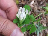 Trifolium clypeatum