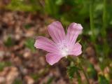 Malva cretica