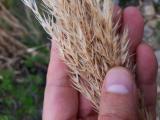 Arundo plinii