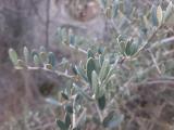 Olea europaea
