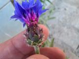 Centaurea depressa