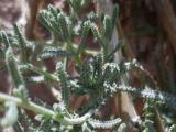 Achillea vermicularis