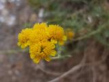Achillea vermicularis