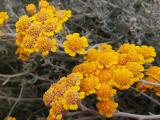 Achillea vermicularis