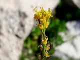 Barbarea platycarpa