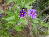 Solanum rantonnetii