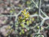 Echinophora tenuifolia