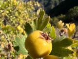 Crataegus x bornmuelleri