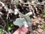 Pseudodictamnus acetabulosus