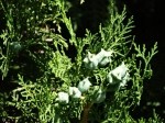 Platycladus orientalis