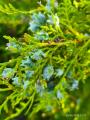 Platycladus orientalis