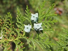 Platycladus orientalis