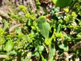 Beta vulgaris