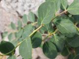 Capparis sicula