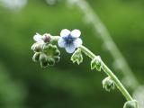 Paracynoglossum glochidiatum