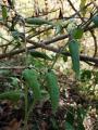 Lithospermum officinale