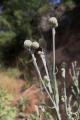 Centaurea babylonica