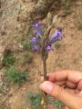 Phelipanche aegyptiaca