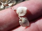 Atriplex sagittata