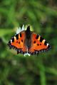 Aglais urticae