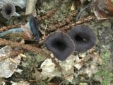 Craterellus cornucopioides