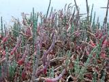 Salicornia procumbens