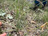 Asphodeline brevicaulis subsp. brevicaulis