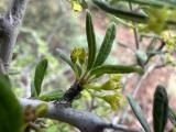 Rhamnus punctata