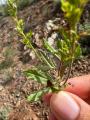 Veronica leiocarpa