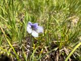 Pinguicula balcanica