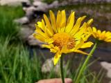 Doronicum dolichotrichum