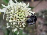 Bombus persicus