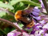 Bombus pascuorum