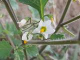 Solanum villosum